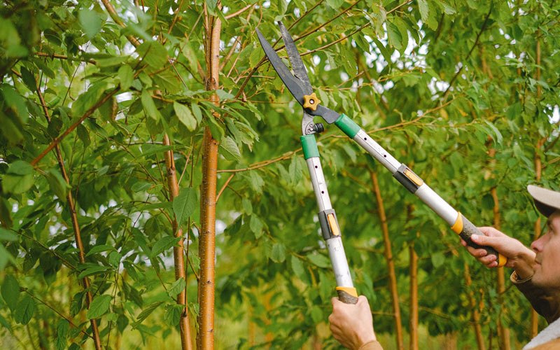 Tree trimming in Fruitland, ID